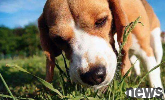 A detailed explanation of this article: Teach you to understand respiratory diseases of dogs