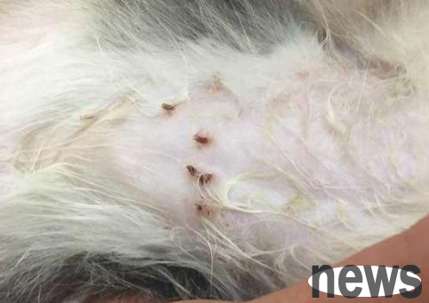 How to determine whether there are fleas on a cat?