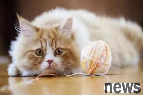 How to train a cat who does something wrong