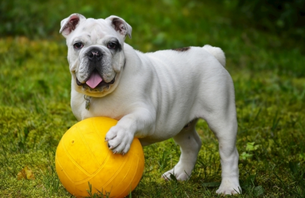 Is furniture decoration harmful to pets?
