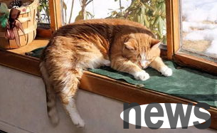 Health care management for elderly cats will help your cat live longer!