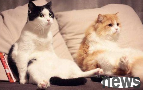 You must understand cat spinal diseases and examinations!