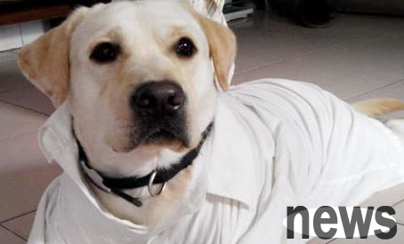 How to treat depression in puppies?