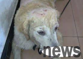 A complete list of knowledge about dog skin diseases!