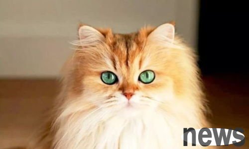 What causes idiopathic cystitis in cats and how should it be treated?