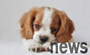 What are the symptoms of dogs suffering from microspore mycotic disease? How to treat it?