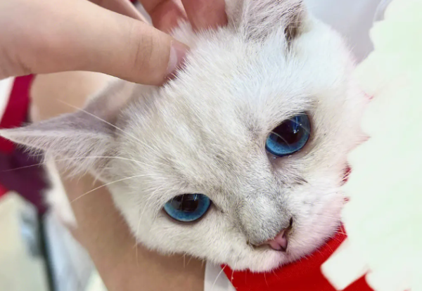 Is cat vomiting sick or is it normal? What happens when a cat vomits