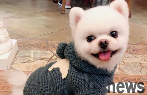 Three major precautions for dogs to wear clothes in winter, which may cause skin diseases in serious cases!