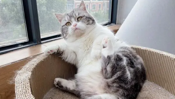 How to properly feed the cat medicine so as not to get caught or bite?