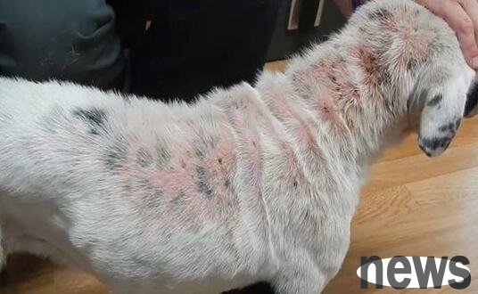 What to do if a dog has skin disease and what to note