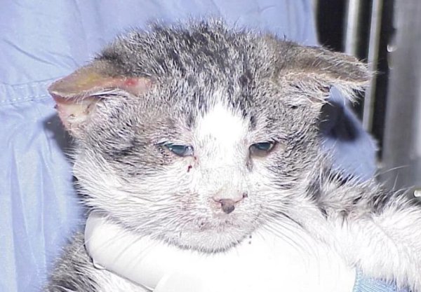 Why do cats get calicivirus? The best treatment for cats!