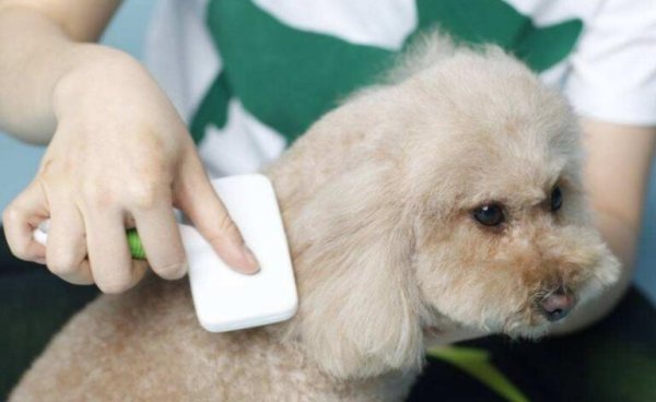Pet dogs have parasite symptoms and prevention