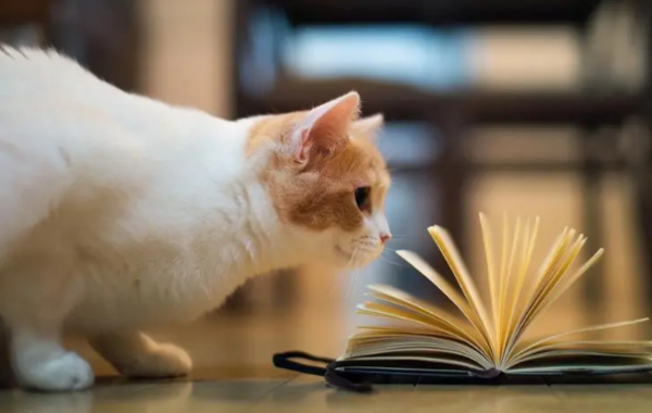 Cats always use the toilet? Beware of the big crises of stones
