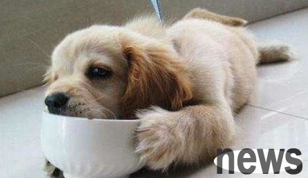 Only dogs that are not smelly will be loved!