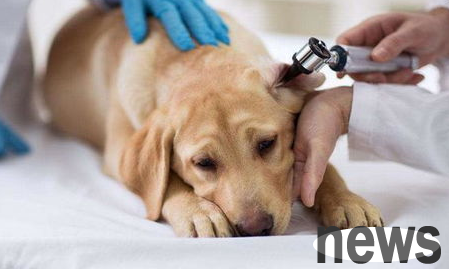 How do dogs judge to be sick?
