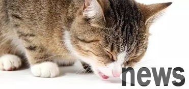 What to do if a cat has stones and how to prevent it
