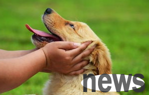 Will dogs and human diseases be transmitted from one another?