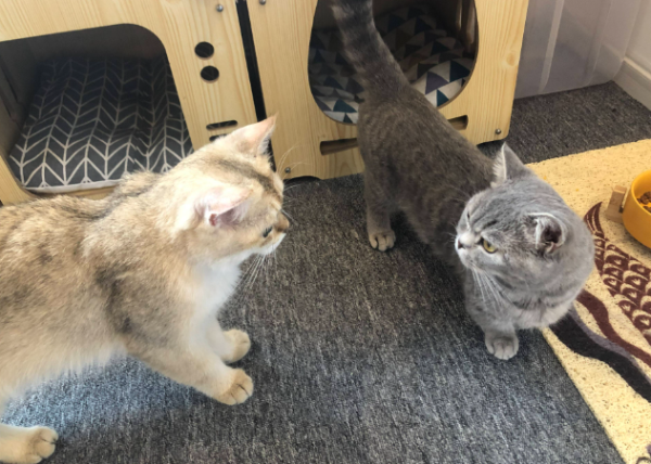 What are the most important issues for newbies to keep cats?