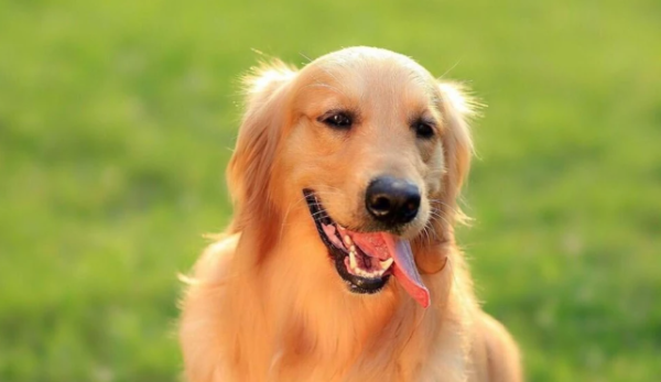 What happens when a puppy vomits food?
