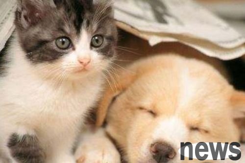 Is it good for cats to drink yogurt?