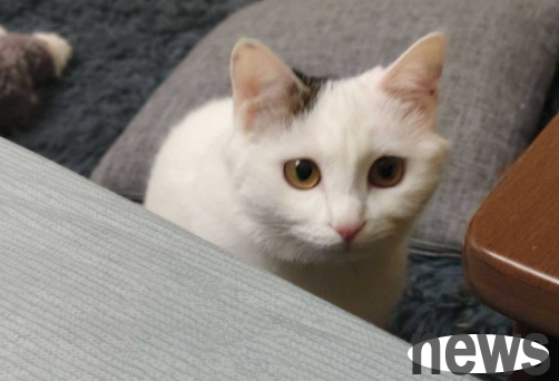 Do cats like to stare at dying people? Come and have a look