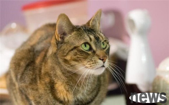 10 kinds of cats that are not recommended