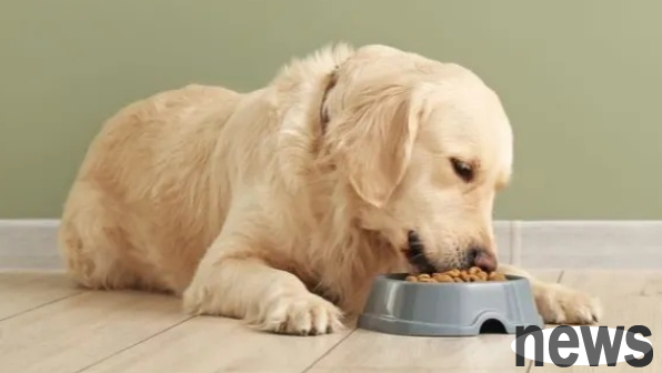 How to prevent anorexia in dogs?