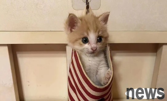 Can kittens heal themselves if they have diarrhea? The pet owner should not be careless!