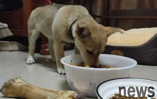 Can leftovers be fed to the dog?
