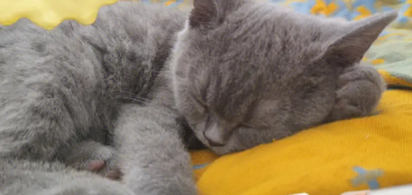 Why do cats always sleep? The master should observe more