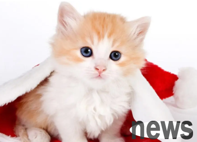 How to make the cat quiet in the car? There are answers here