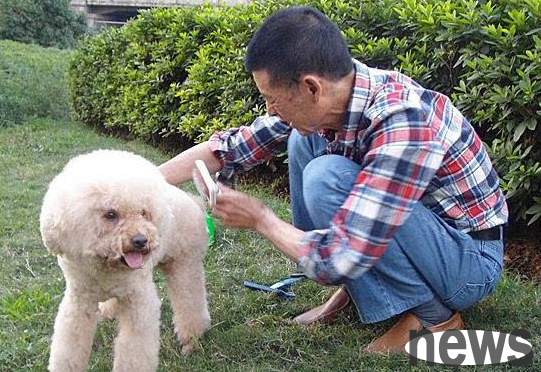 What are the symptoms of stomach torsion in dogs? How to solve dog stomach torsion?