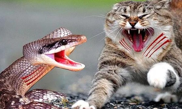 Why are cats not afraid of snakes? Here is an answer