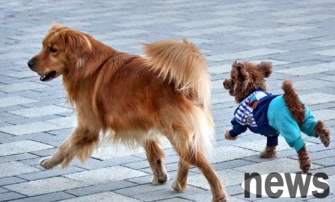 6 bad habits, dogs are not allowed to be fed!