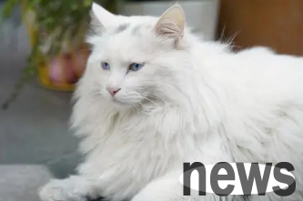 Are cats in cage aggressive? Let s take a look at the owner