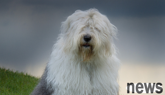 Why do dogs lick their butts and rub their butts on the ground?