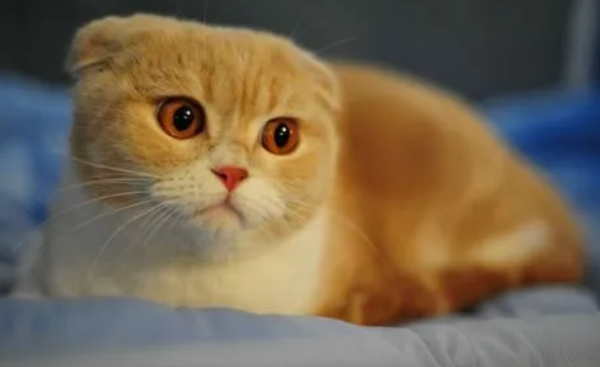Will the first cat be jealous when raising a second cat? Is the answer the same as you think