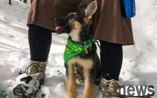 Don’t be careless when walking your dog in winter. Do you know the hidden dangers on the road?