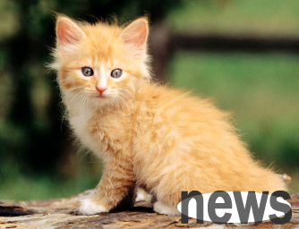 Will kittens fart? Newbie shovelers can take a look~