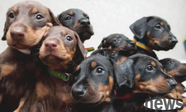How many fathers can a puppy with the same nest? It has long been normal for dogs to be 