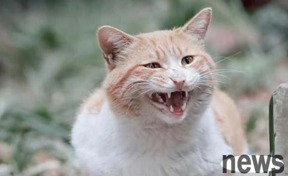 Why do cats scream so miserably in the middle of the night? There are many reasons