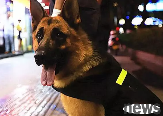 The puppies want to become police dogs are different. Many puppies are unsuccessful in competition. In addition to their temperament, they need to have both population.