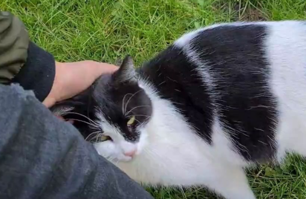 Why do stray cats turn around their legs? Want to leave its smell