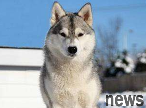Is it normal for dogs to urinate frequently in 9 months? Come and get it