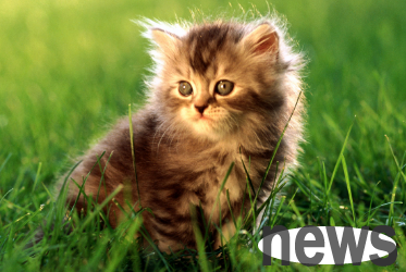 Tips on pet raising: Dosage of cats taking norfloxacin?