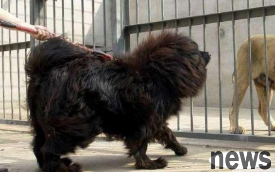 Ten most loyal dogs, this type of dog can anger the lioness, it is indeed the first priority