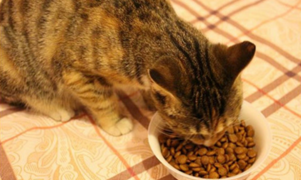 How much cat food does cats eat every day? Judging by size