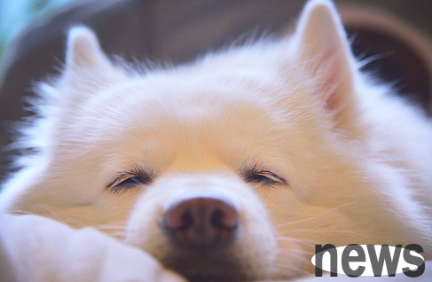 Will the lifespan of a dog being too fat?