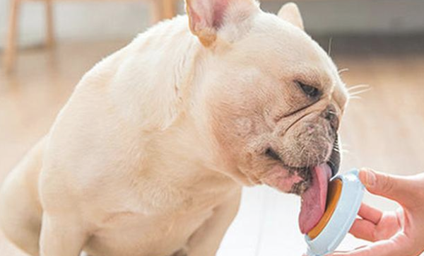 Baldness, obesity, bone fractures...Do you dare to feed your dogs at home on Halloween?