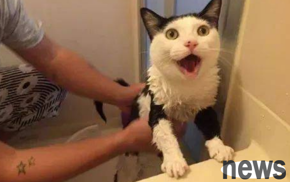 Why does the owner s bathing cat croak? Maybe worried about the owner drowning